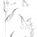 Sketches of a bittern done at Fort Hill