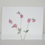 Sweet pink blossoms in watercolor