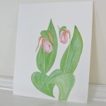 Lady slippers in watercolor