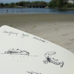 Drawing fiddler crabs at the beach