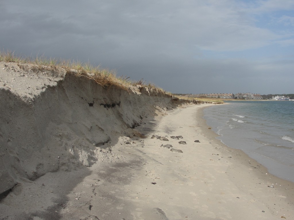 Dune erosion at Kalmus Beach by Mary Richmond