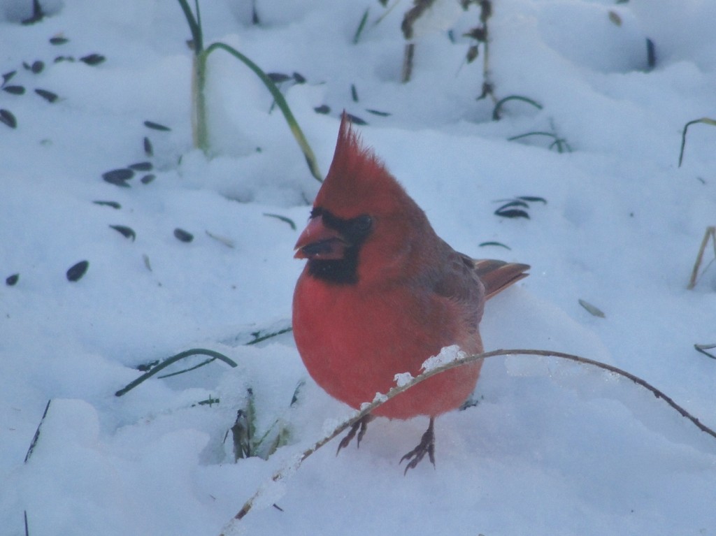 cardinal by Mary Richmond