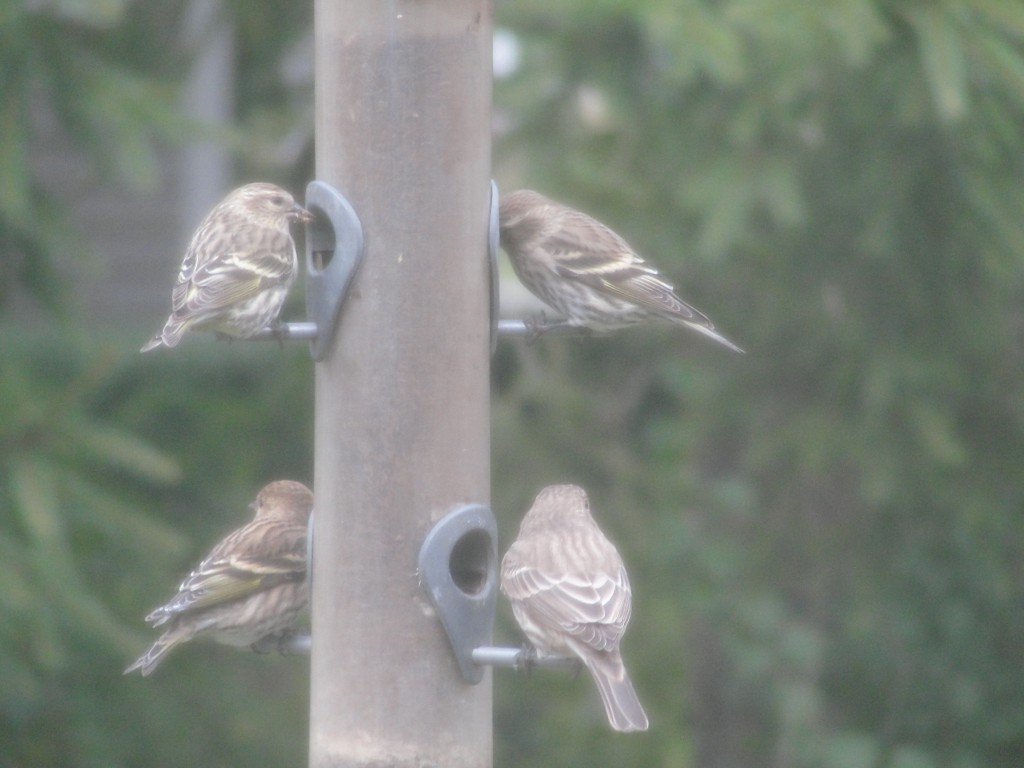 pine siskins by Mary Richmond