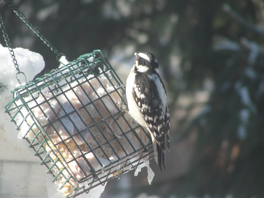 downy woodpecker by Mary Richmond