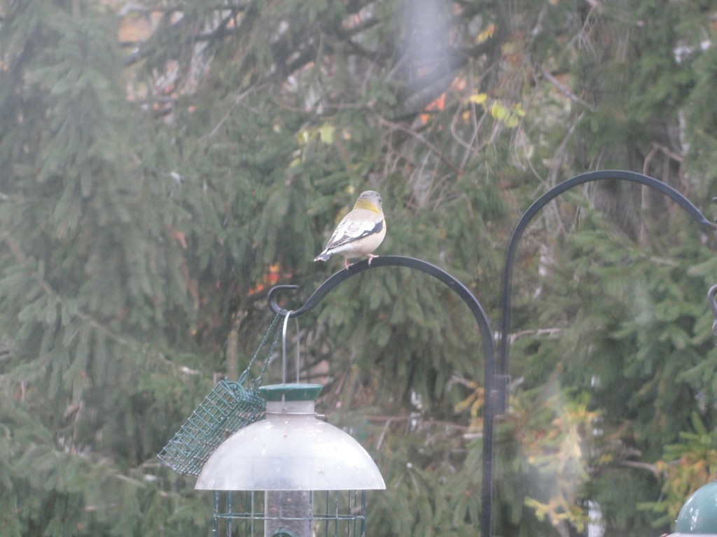 evening grosbeak by Mary Richmond