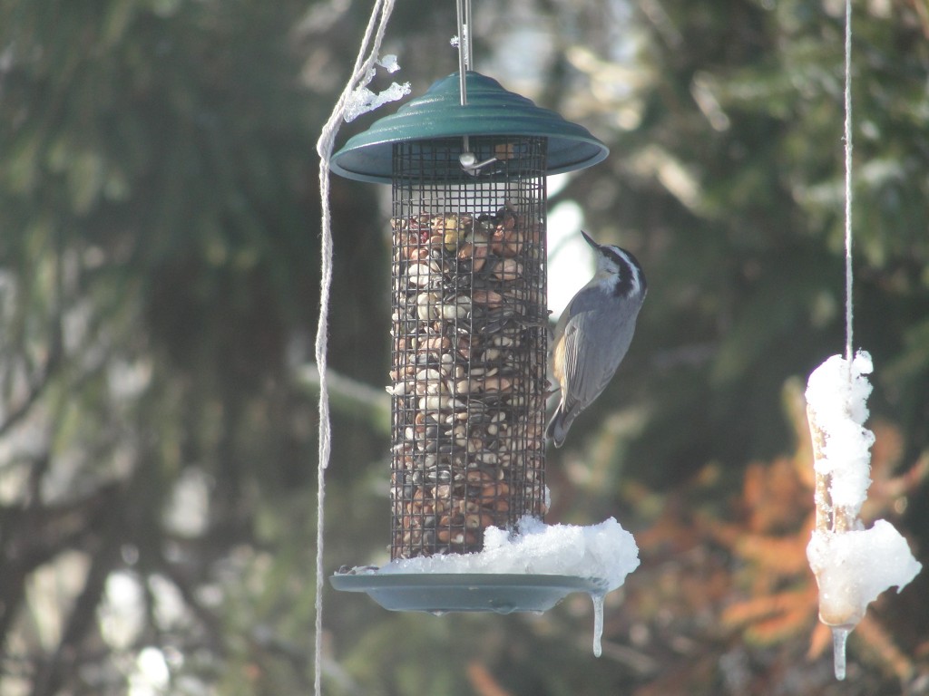red breasted nuthatch by Mary Richmond