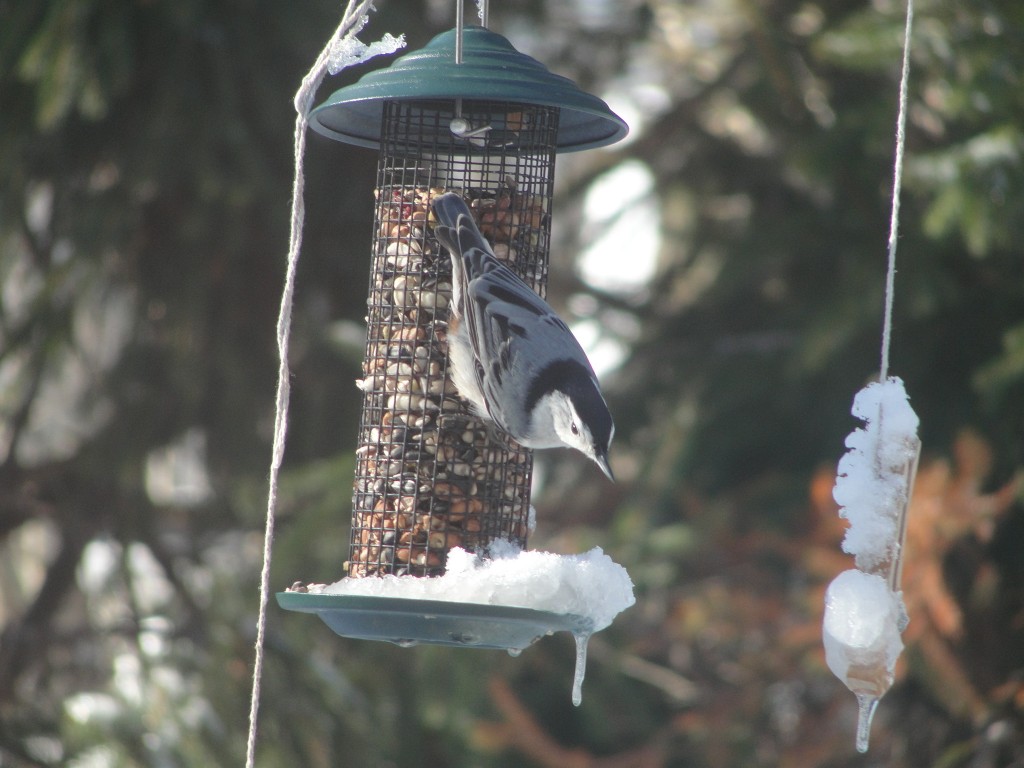 White breasted nuthatch by Mary Richmond