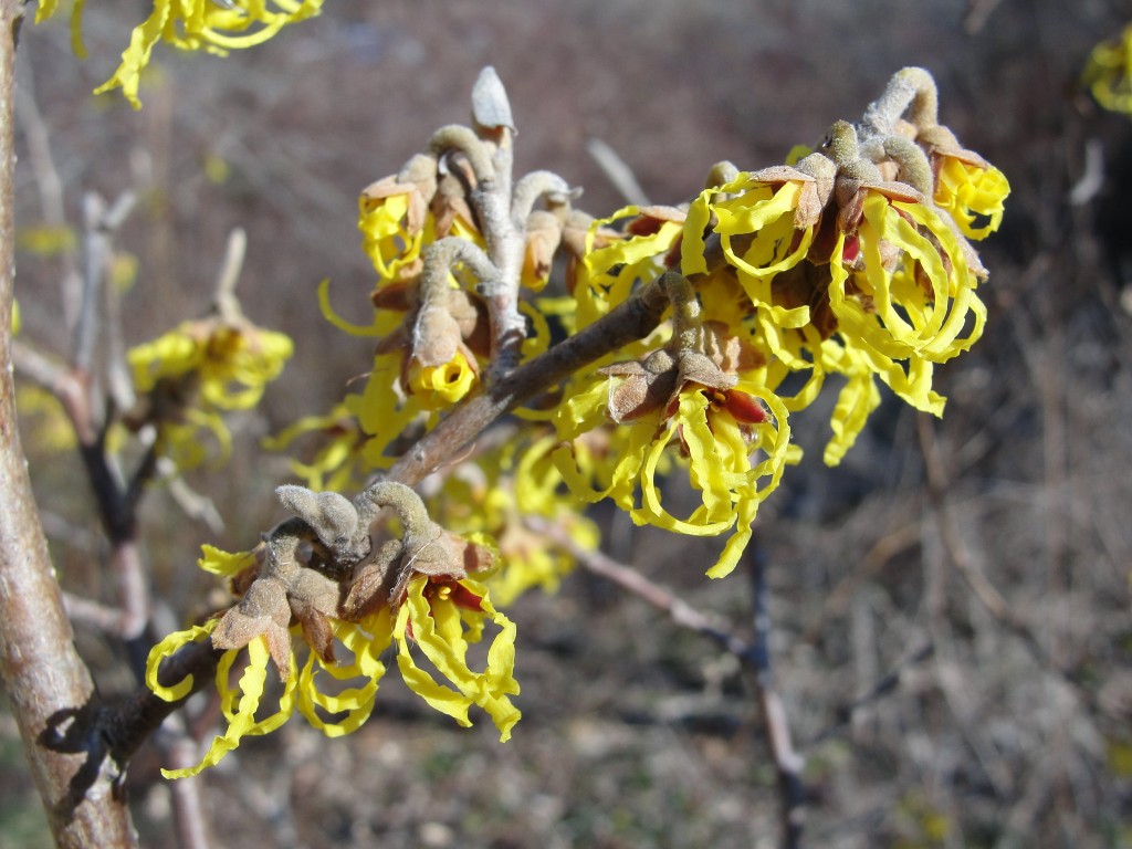 witch hazel by mary richmond