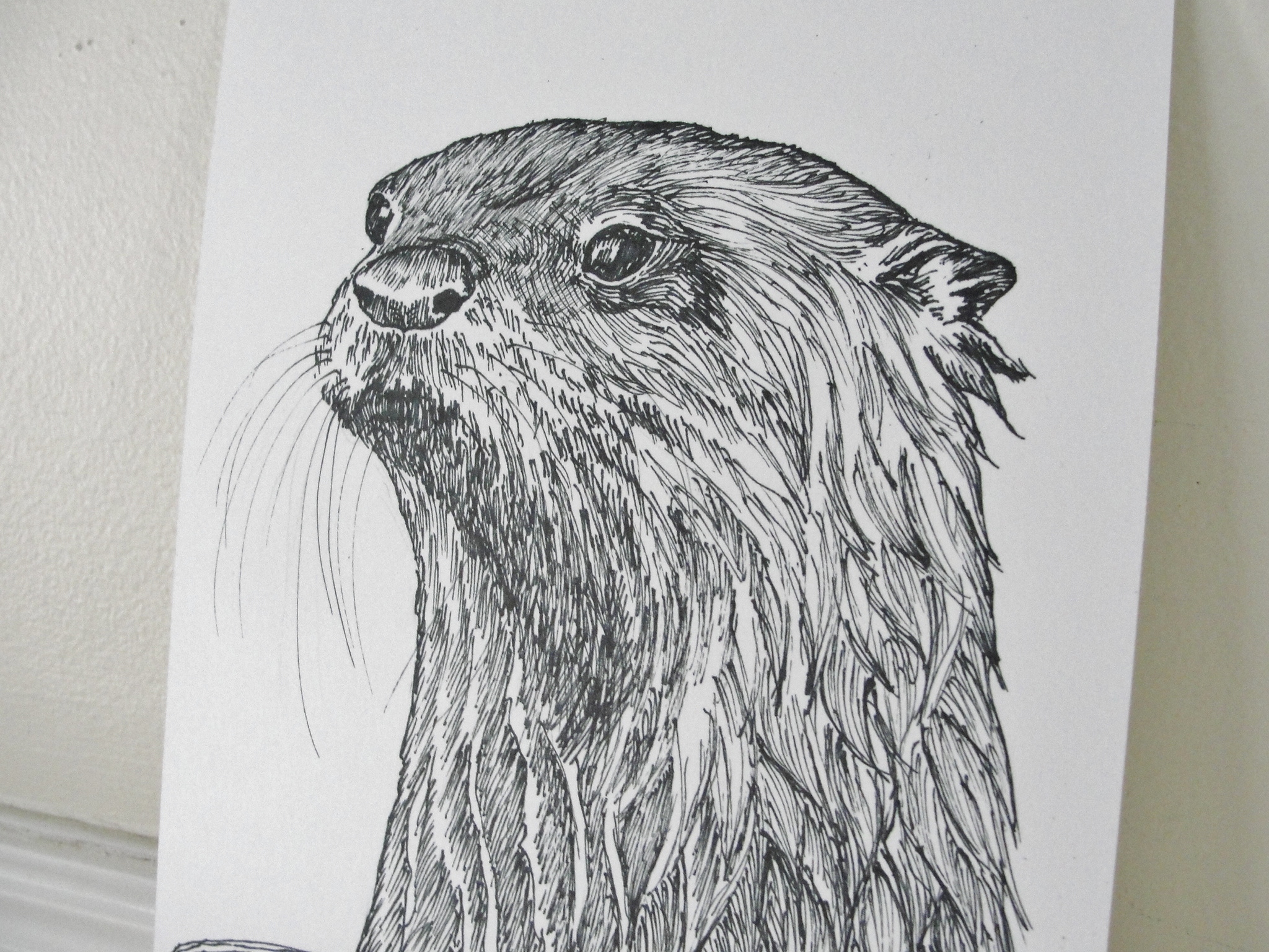 drawing otters | Mary Richmond's Cape Cod Art and Nature