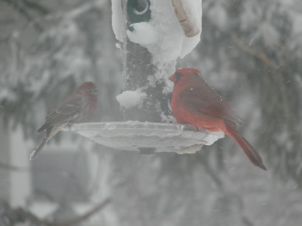 house finch and cardinal by Mary Richmond