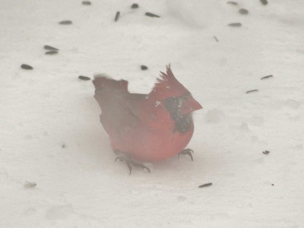 cardinal by mary richmond
