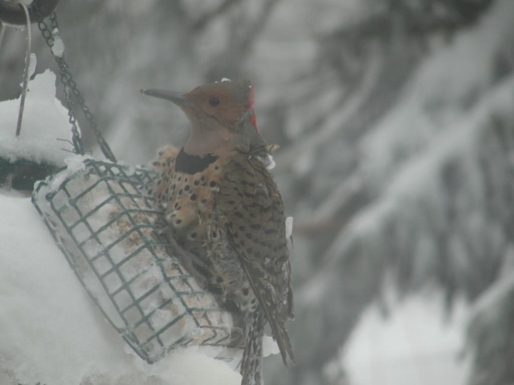 flicker by mary richmond