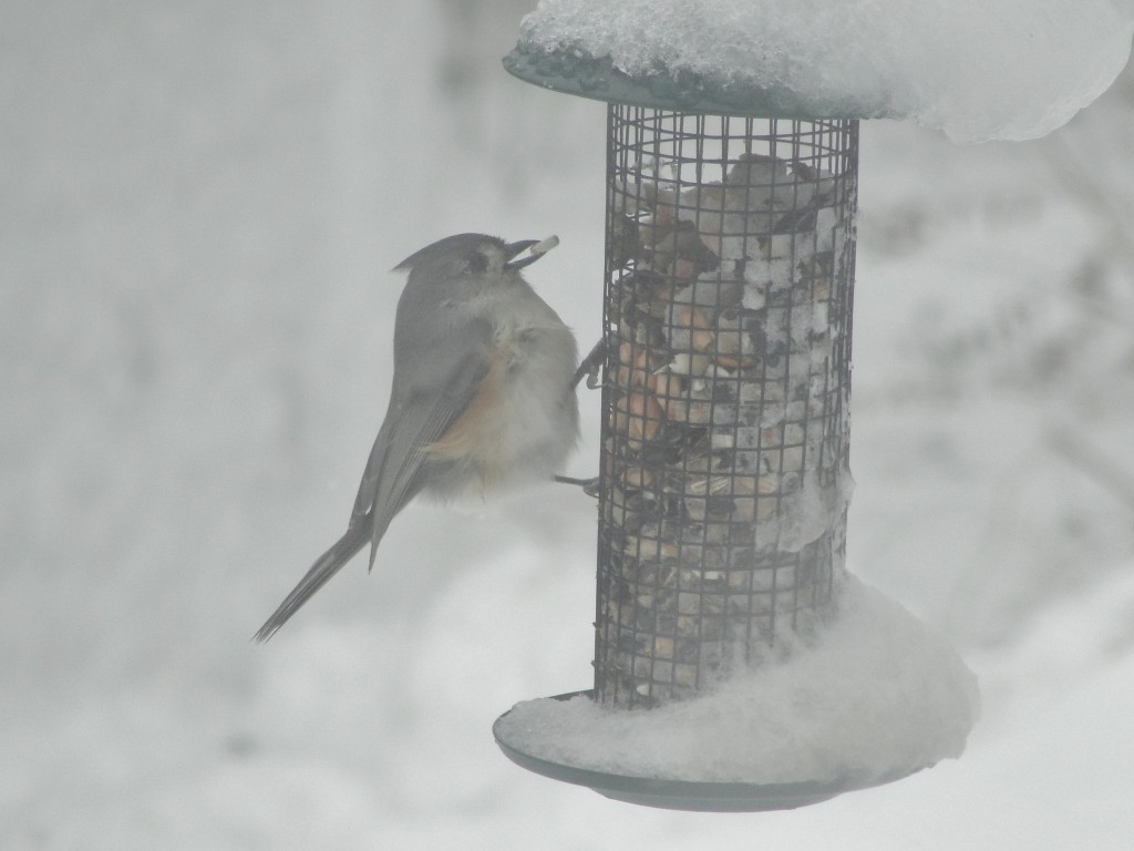 tufted titmouse by mary richmond