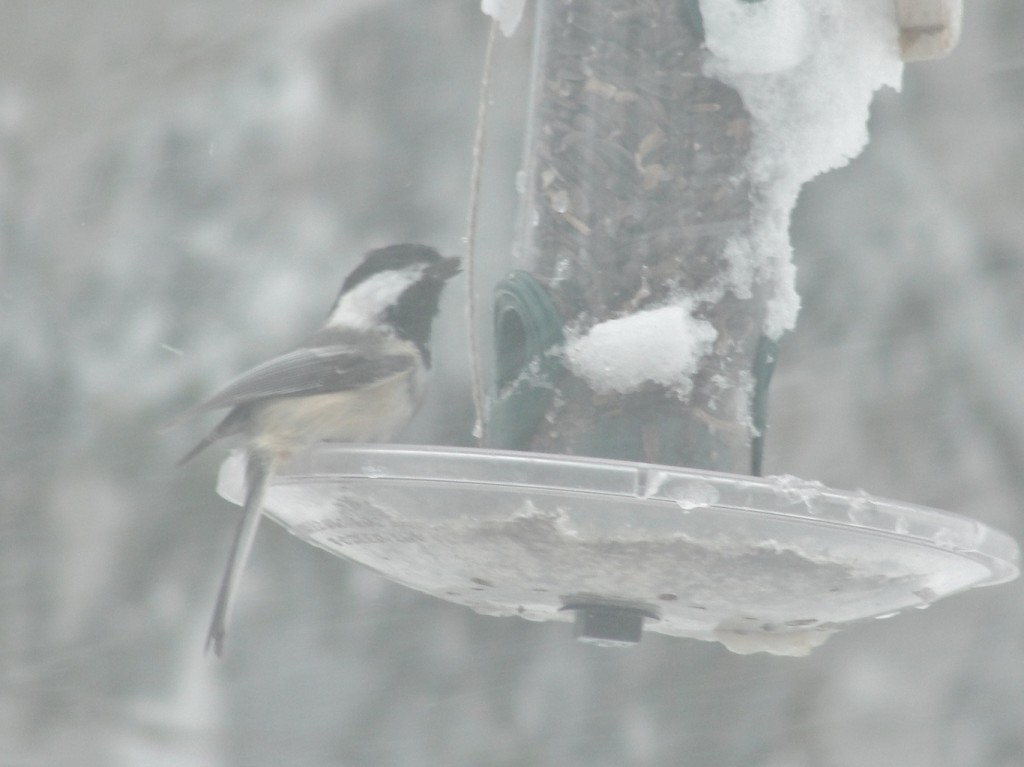 chickadee by mary richmond