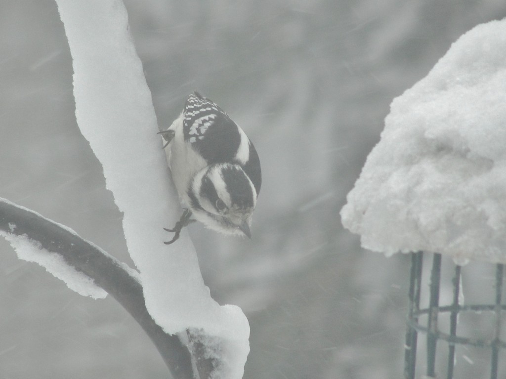 downy woodpecker by mary richmond