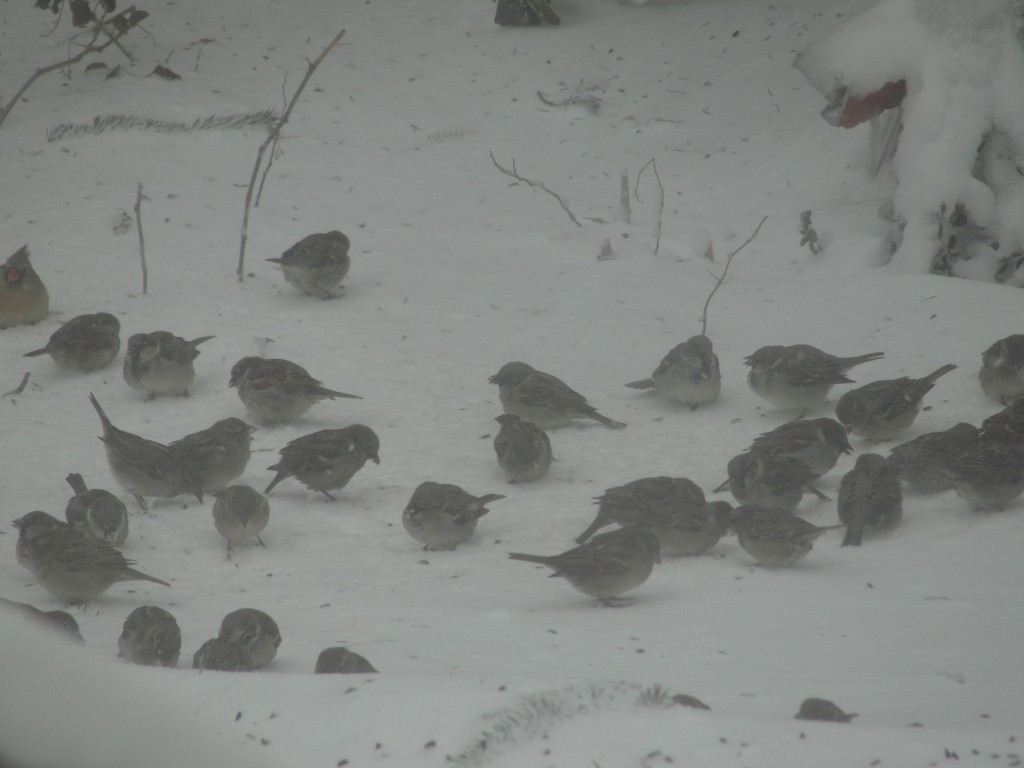 house sparrows by mary richmond