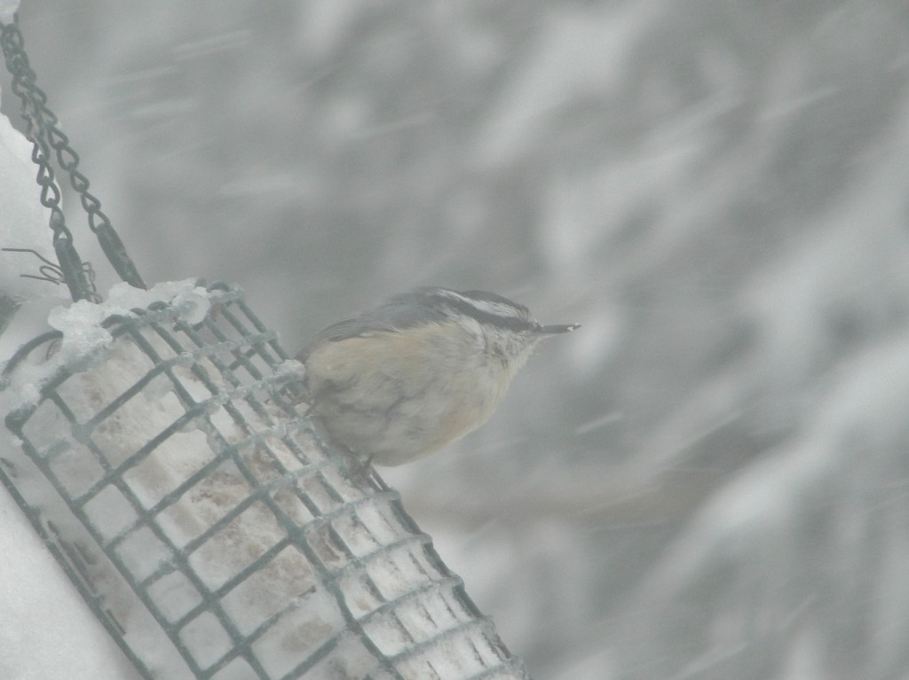 red breasted nuthatch by mary richmond