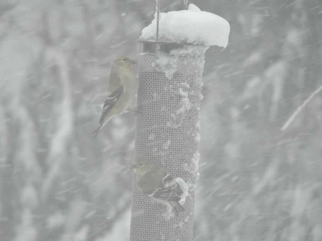 goldfinches by mary richmond