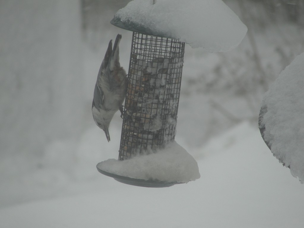 white breasted nuthatch by mary richmond