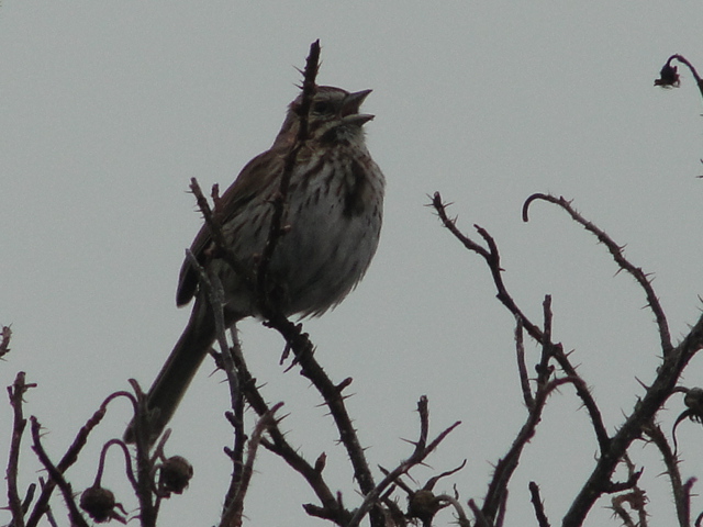 song sparrow by mary richmond