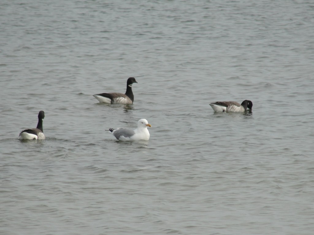 brant by mary richmond