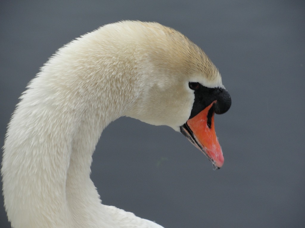 017