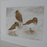Sandpipers Shorebirds Nature Print