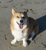 This is Arlo