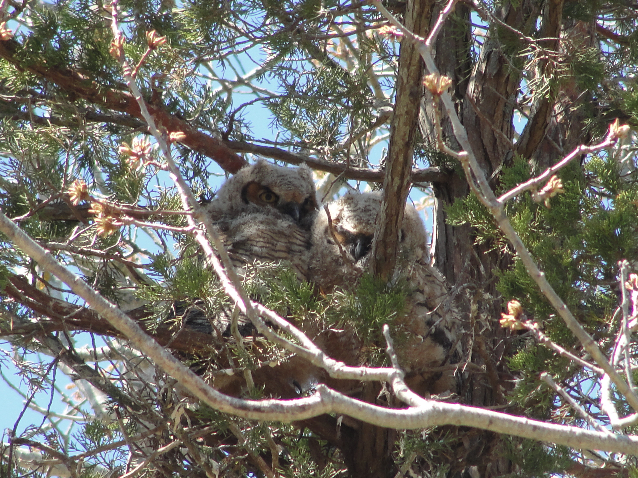 Great Horned Owl Nest | Mary Richmond's Cape Cod Art and Nature