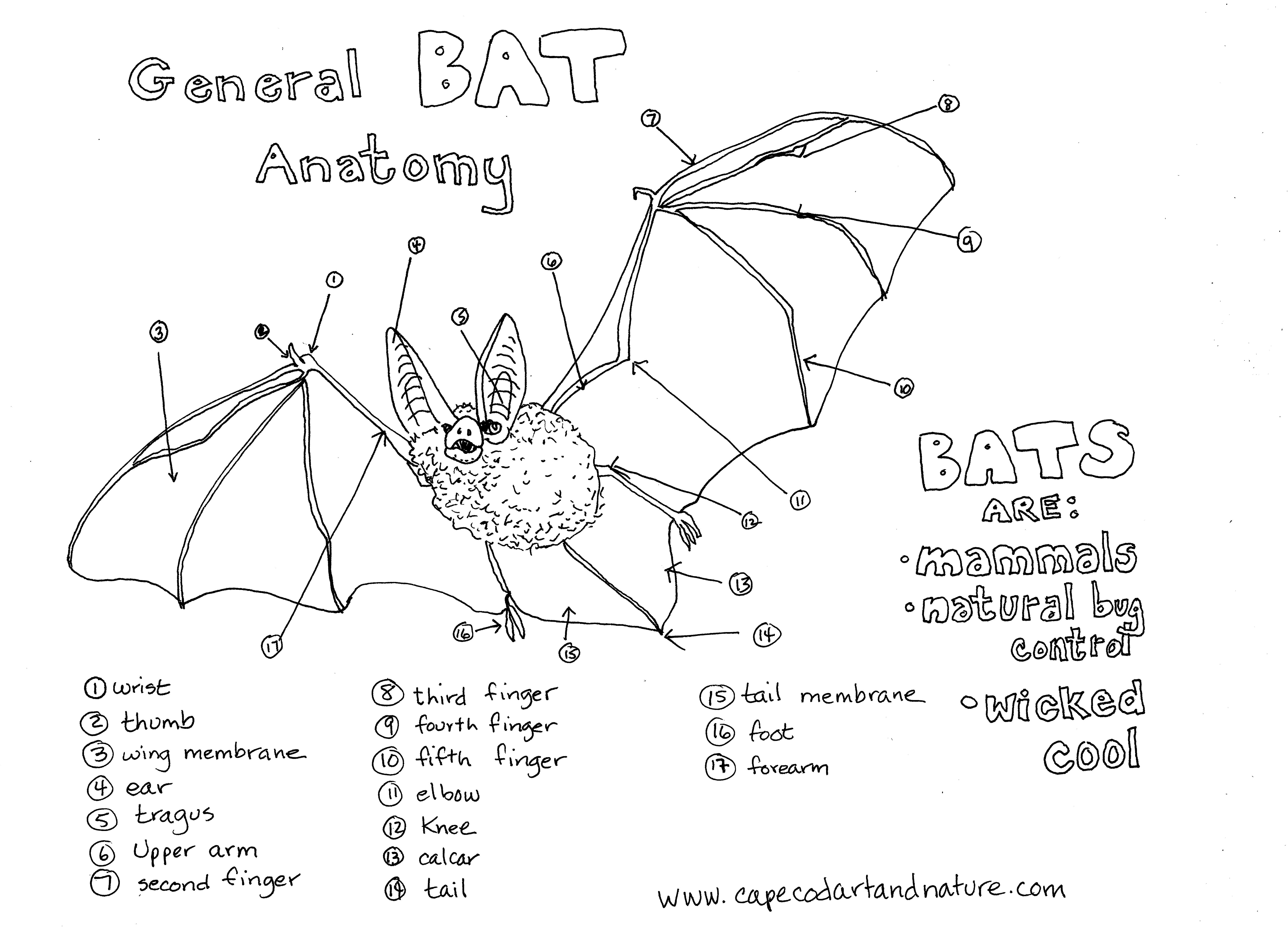 Celebrating Bats On Halloween