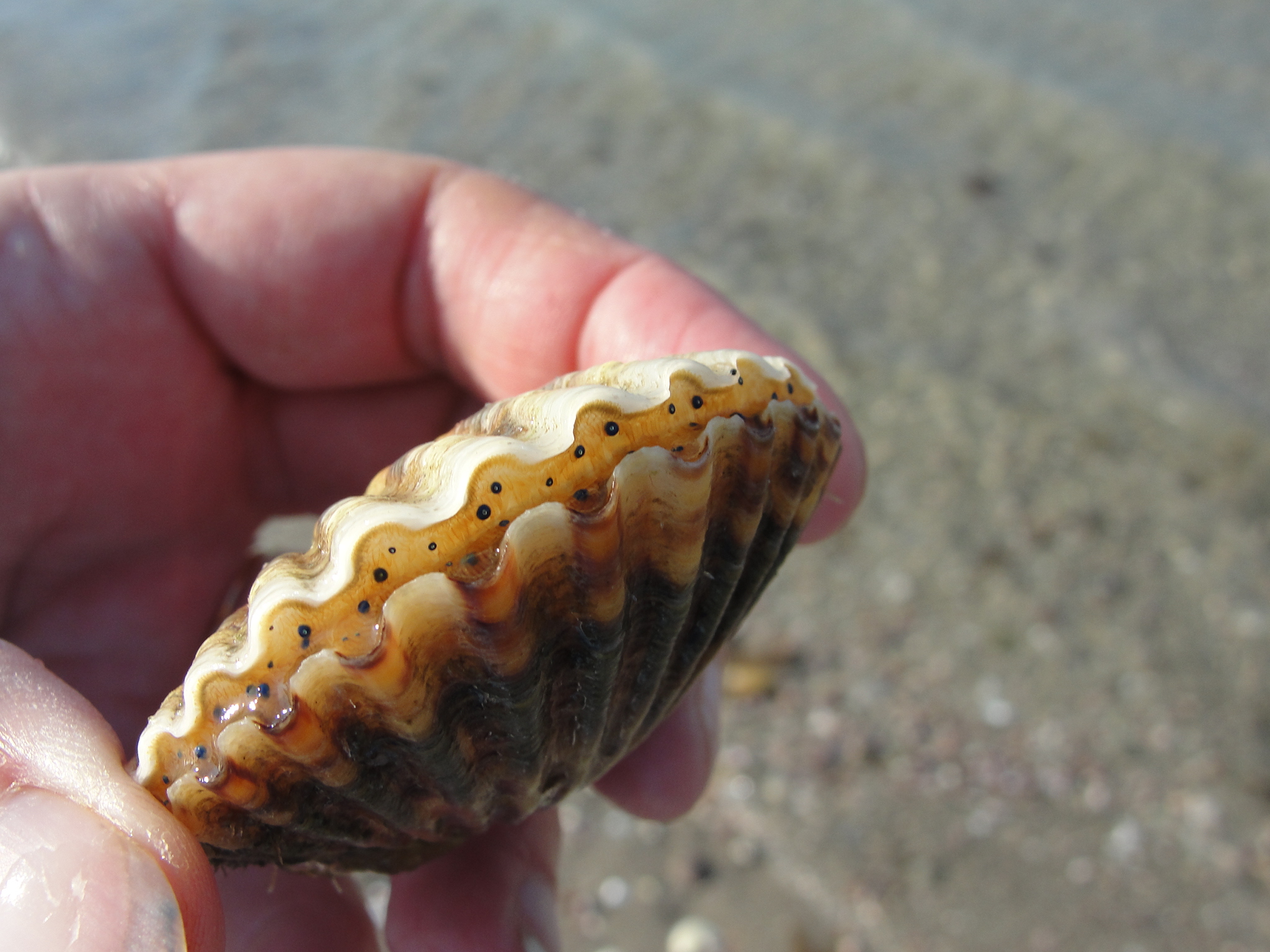 Blue Eyed Scallops | Mary Richmond's Cape Cod Art and Nature