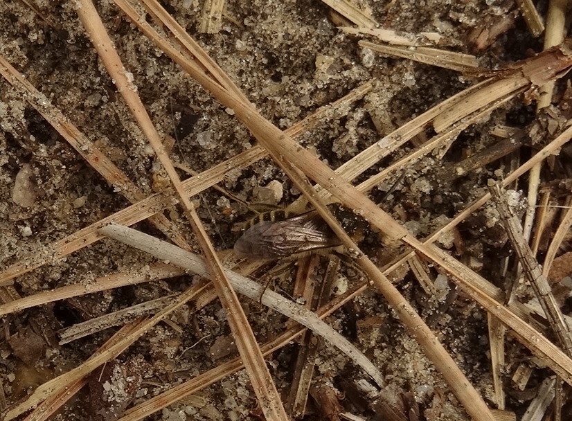 Cape Cod Insects Cape Cod Walking Groups | Mary Richmond's Cape Cod Art and Nature